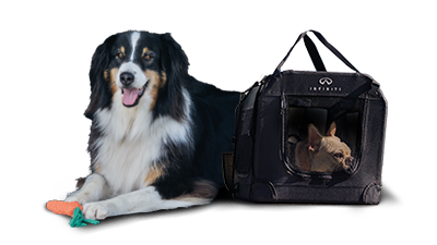 Pet Accessories